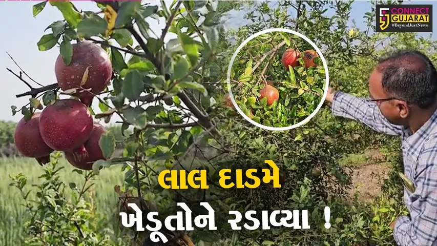 સાબરકાંઠા: 50 હજારના ખર્ચમાં લાખોની કમાણી કરી આપતા આ ફળે ખેડૂતોને ચિંતામાં મૂક્યા, જુઓ શુ છે કારણ