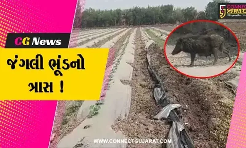 સુરત: ગ્રામ્ય વિસ્તારમાં જંગલી ભૂંડનો આતંક,જંગલી ભૂંડના ત્રાસથી ખેડૂતો થયાં પરેશાન