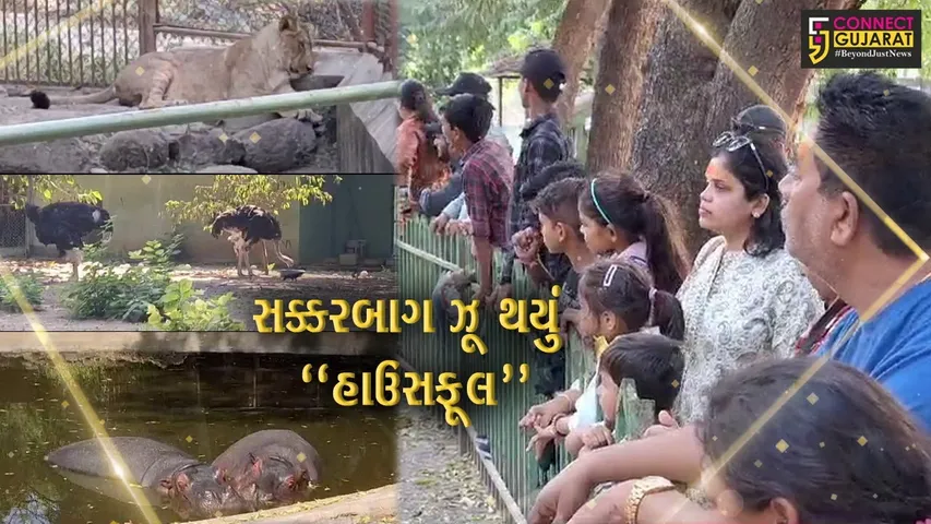 જુનાગઢ : દિવાળીની રજાઓમાં મજા માળવા સક્કરબાગ ઝૂમાં ઊમટ્યું સહેલાણીઓનું ઘોડાપૂર...