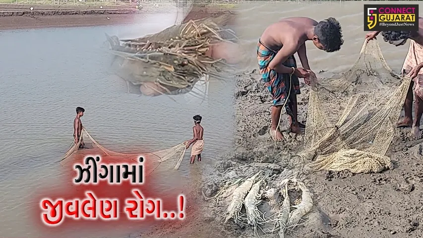 સુરત : ઓલપાડમાં ના પાકનું અસ્તિત્વ જોખમમાં, “વ્હાઈટ સ્પોટ સિંડ્રોમ” રોગ આવતા ખેડૂતોને મોટી નુકશાની...