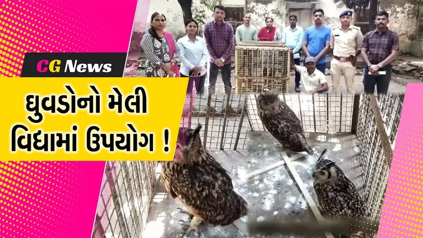 વલસાડ:મેલી વિદ્યામાં ઉપયોગ કરાતો હોવાની આશંકાના પગલે વનવિભાગે 2 ઘુવડોને મુક્ત કરાવાયા
