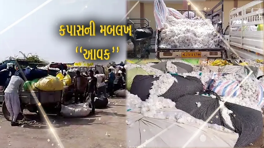 અમરેલી : સફેદ સોના સમા કપાસની મબલખ આવક, બાબરા માર્કેટીંગ યાર્ડ કપાસથી ઉભરાયું...