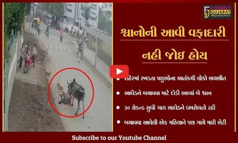 ભાવનગર : ગાયે આધેડ પર અચાનક કર્યો હુમલો, જુઓ કોણ પહેલું દોડયું બચાવવા માટે