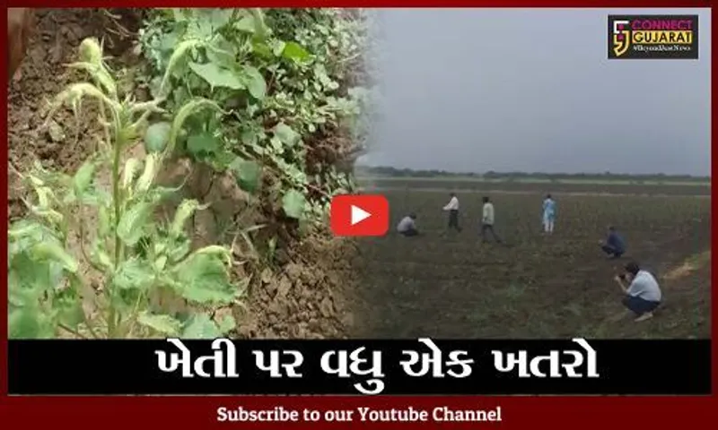 ભરૂચ : ચાર તાલુકાઓમાં કપાસ સહિતના પાકોમાં રોગનો પગપેસારો, જગતનો તાત ચિંતિંત