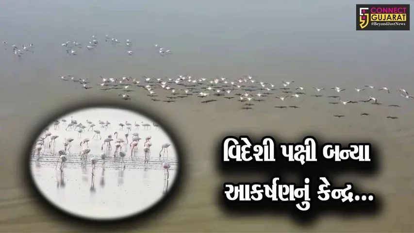 સુરેન્દ્રનગર : કચ્છના નાના રણમાં વિદેશી પક્ષીઓનું આગમન, અભયારણ્યમાં વિદેશી પ્રવાસીઓની સંખ્યામાં વધારો