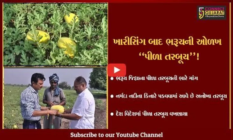 ભરૂચ: ખારીસીંગ બાદ ખેડૂતોના પીળા તરબૂચની પણ ભારે માંગ,દેશ-વિદેશમાં વખણાયા
