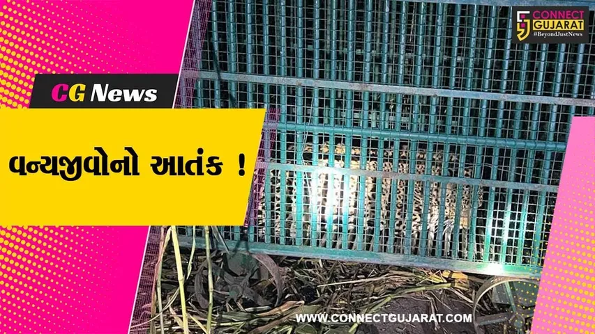 અમરેલી: સિંહ અને દીપડાના હુમલામાં બે બાળકોના મોત,પરિવારના માથે આભ તૂટી પડ્યુ