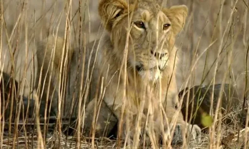 જાફરાબાદના ધારાબંદર નજીક દરિયામાં દુબવાથી સિંહણનું મોત, રાજ્યની સૌપ્રથમ ઘટના