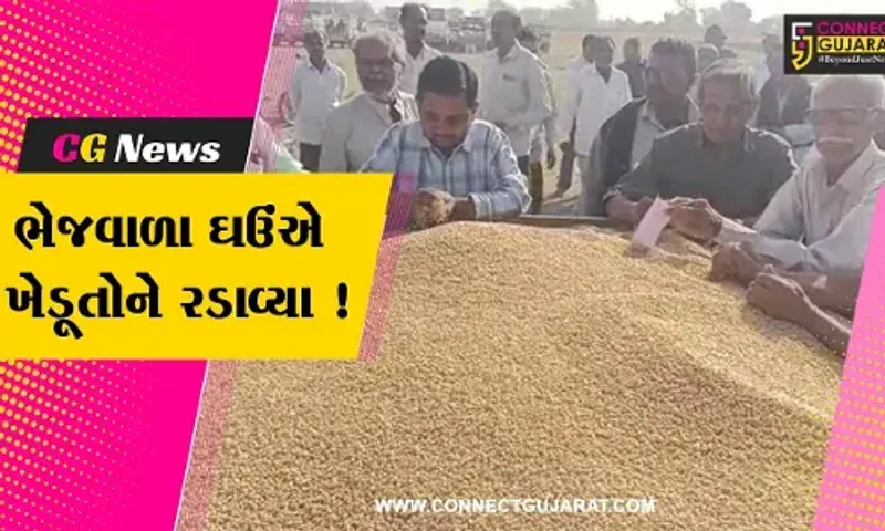 અમરેલી: ખેડૂતોને ઘઉંના પોષણક્ષમ ભાવ ન મળતા નારાજગી, જુઓ શું છે કારણ
