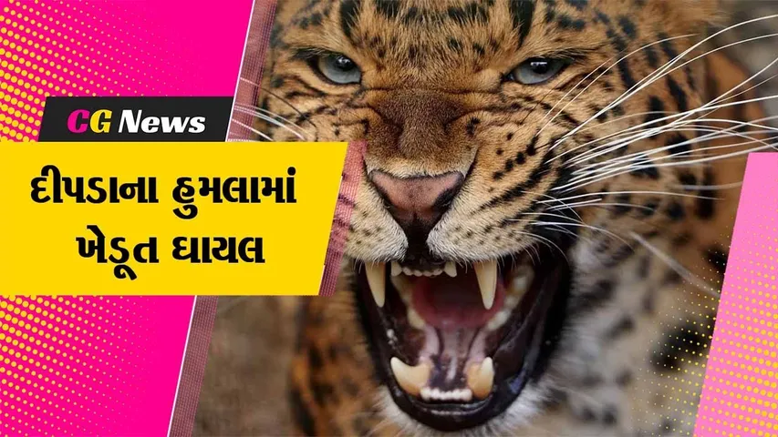 અમરેલી: વાડીમાં નિંદ્રા માણી રહેલ ખેડૂત પર દીપડાએ કર્યો હુમલો, સારવાર અર્થે ખસેડાયા