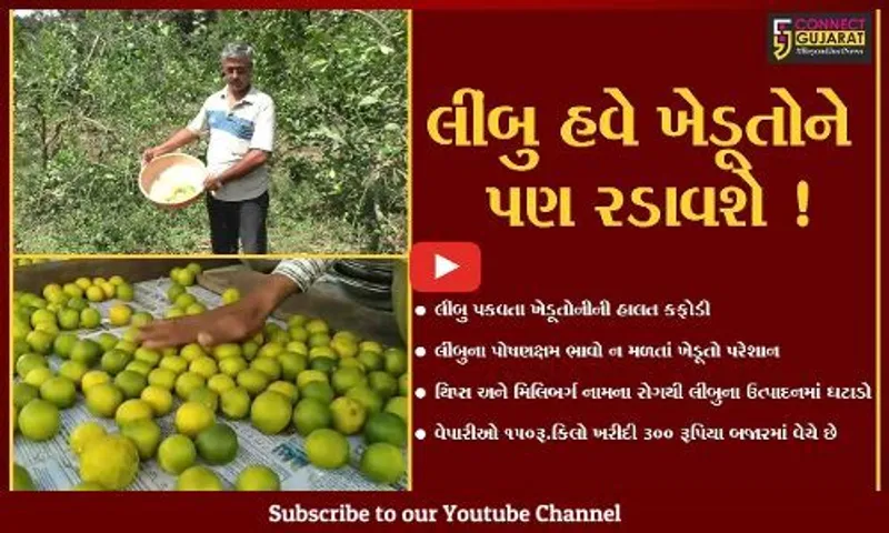 નવસારી: લીંબુ પકવતા ખેડૂતોની હાલત કફોડી,ભાવ ન મળતા ખેડૂતો પરેશાન