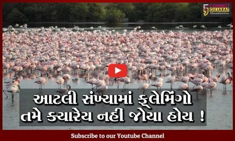 કચ્છ અને ખડીરના રણ વિસ્તારમાં મોટા પ્રમાણમાં ફ્લેમિંગોનું આગમન,જુઓ સુંદર નજારો