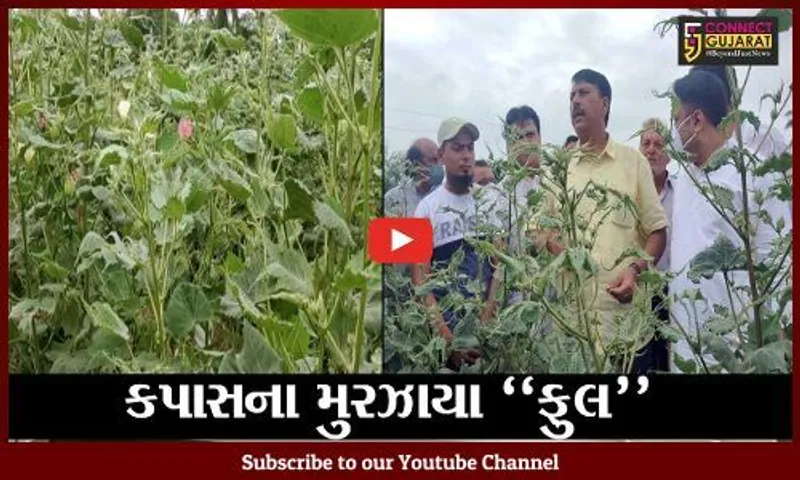ભરૂચ : જિલ્લામાં પ્રદુષણથી 70 હજાર હેકટરમાં ખેતીને નુકશાન, કોંગ્રેસે કહયું ખેડુતોને રાહત પેકેજ આપો...