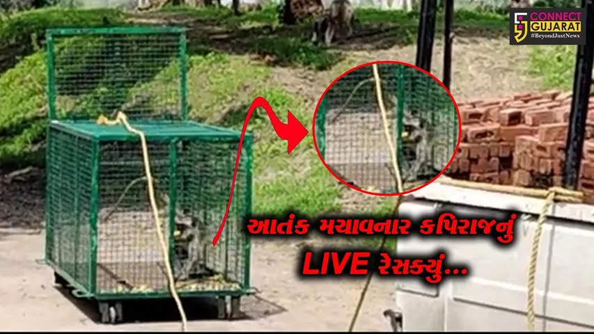 વડોદરા : વાઘોડિયાના ગણેશપુરા ગામે આતંક મચાવનાર 2 કપિરાજ પાંજરે પુરાયા, ગ્રામજનોમાં રાહતનો શ્વાસ...