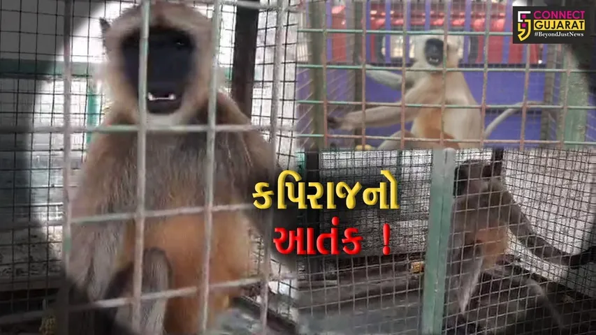 ભરૂચ: આમોદના આછોદમાં કપિરાજનો આતંક,વનવિભાગે કપિરાજને પાંજરે પુર્યો