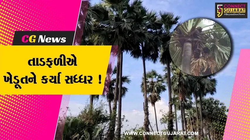 ભરૂચ:અંકલેશ્વરના જુનાદીવા ગામના ખેડૂતે તાડની ખેતી કરી મેળવી સારી આવક