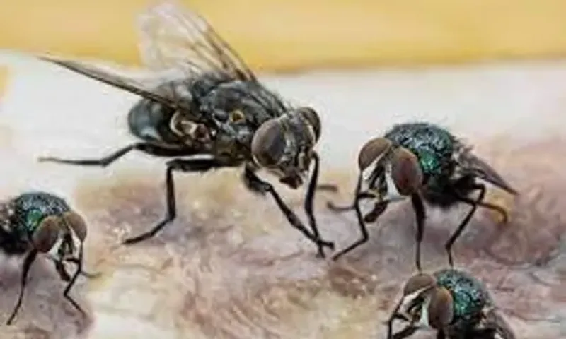 વરસાદી ઋતુમાં ઘરમાં માખીઓનો ઉપદ્રવ વધે છે? 6 સરળ રીતે મેળવો છૂટકારો, એક જ વારમાં થઈ જશે ગાયબ