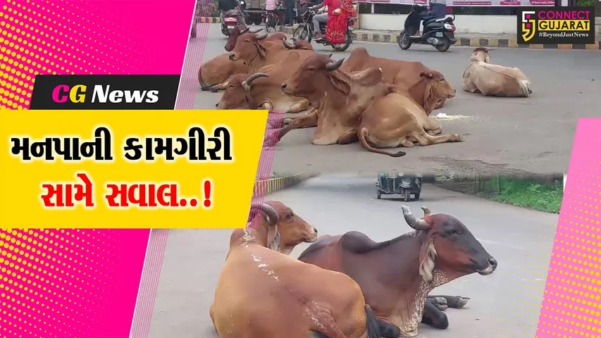 ભાવનગર : મનપા દ્વારા ઢોર પકડવાની કામગીરીના દાવા વચ્ચે રખડતાં ઢોરને લઈને 24 કલકમાં 2 લોકોએ જીવ ગુમાવ્યો..!
