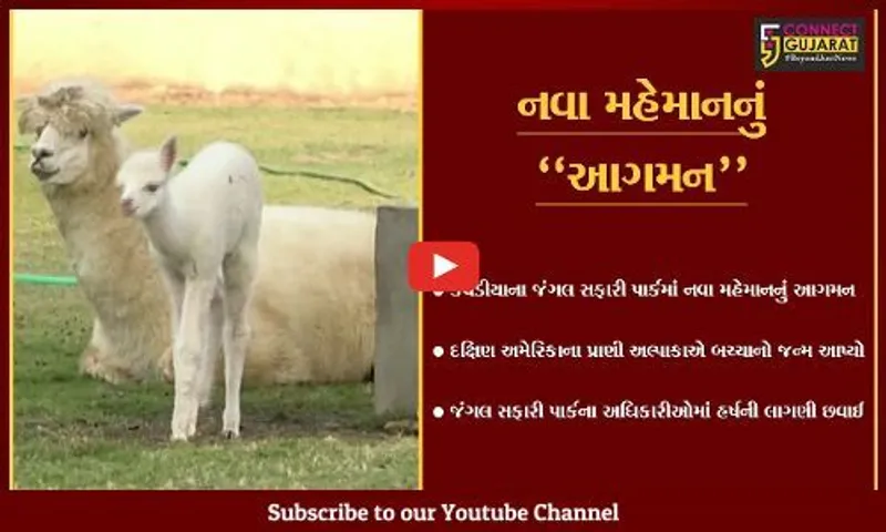 નર્મદા : જંગલ સફારી પાર્કમાં દક્ષિણ અમેરિકાના વન્યપ્રાણી અલ્પાકાએ બચ્ચાને જન્મ આપ્યો, અધિકારીઓમાં હર્ષની લાગણી