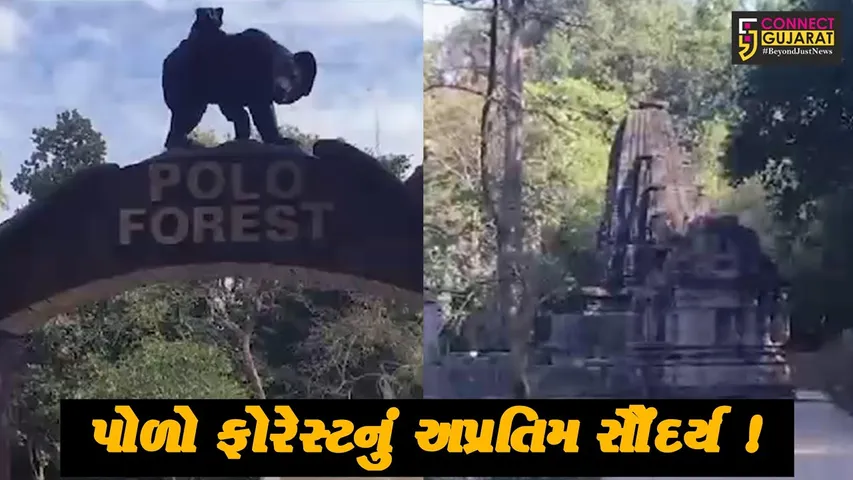 સાબરકાંઠા: પોળો ફોરેસ્ટ ચોમાસાની સિઝનમાં સોળે કળાએ ખીલી ઉઠ્યું, પ્રવાસીઓનો જોવા મળ્યો જમાવડો