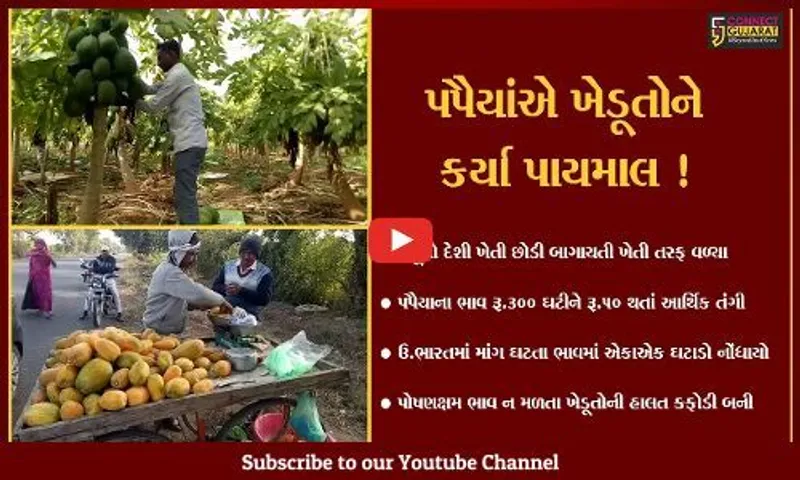 સાબરકાંઠા : 300 રૂપિયે કિલો વેચાતા પપૈયાંના ભાવ અચાનક જ 50 રૂપિયા થઈ ગયા,જુઓ શું છે કારણ