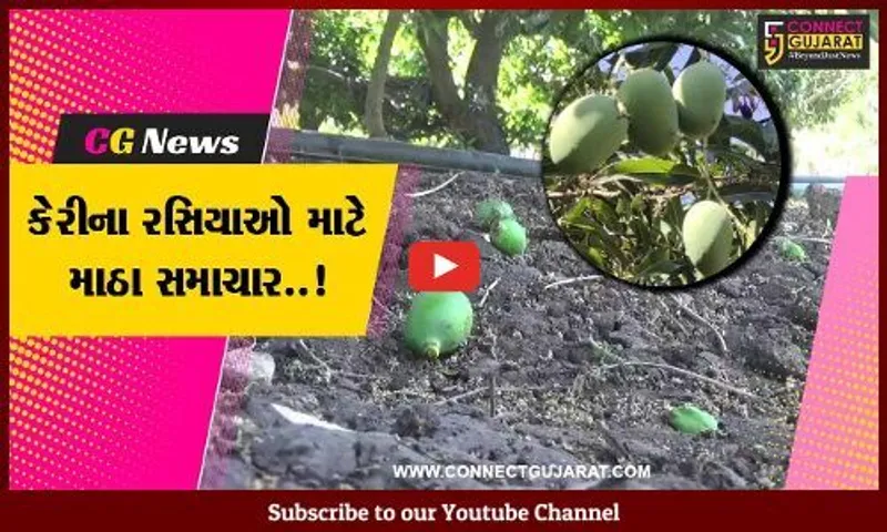વિશ્વ વિખ્યાત ગીર સોમનાથની કેસર કેરી આ વખતે બજારમાં 15થી 20 દિવસ મોડી આવશે : ખેડૂત