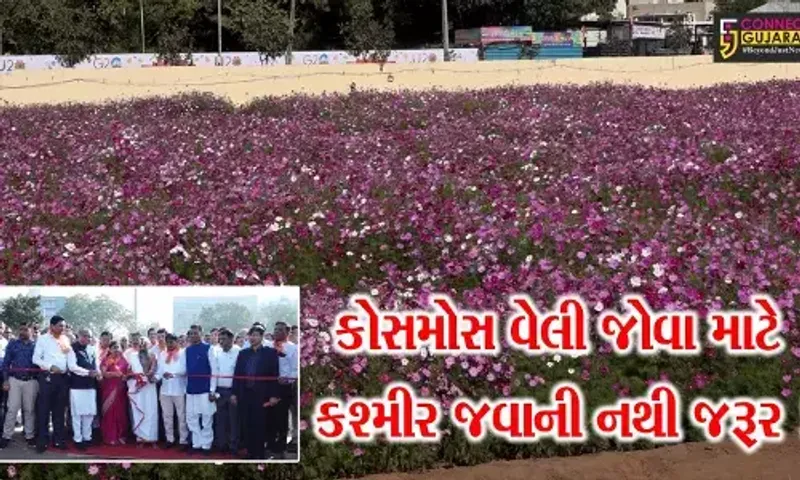 અમદાવાદ:કોસમોસ વેલી જોવા માટે હવે કશ્મીર જવું નહીં પડે, જુઓ ગુજરાતમાં ક્યાં બન્યુ આકર્ષણ