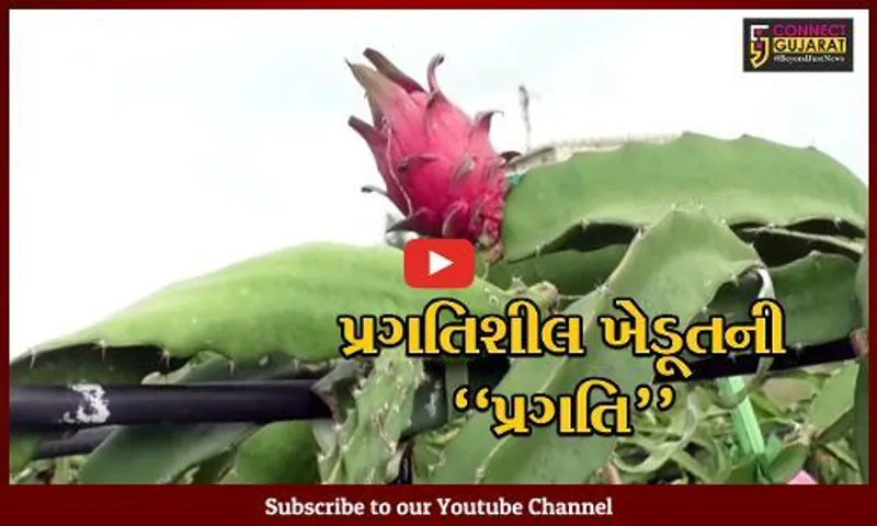 સુરેન્દ્રનગર : ઓર્ગેનિક "કમલમ" ફ્રુટની ખેતી કરી ધ્રાંગધ્રાના ખેડૂતે મેળવી બમણી આવક, અન્ય ખેડૂતોને આપી પ્રેરણા