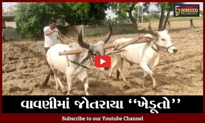 બનાસકાંઠા : પુરખોની ખેતી પદ્ધતિ તરફ વળ્યા આજના આધુનિક ખેડૂત
