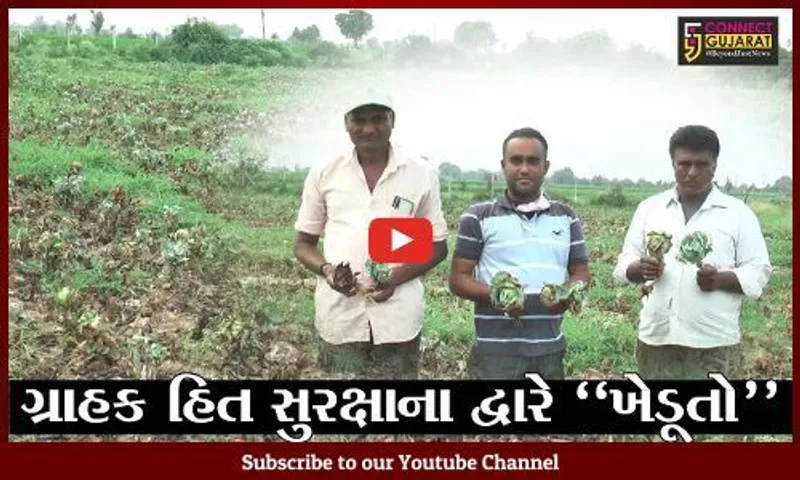 સાબરકાંઠા : લીમલા ખાતે કોબીજ પકવતા ખેડૂતોને આવ્યો રાતા પાણીએ રોવાનો વારો