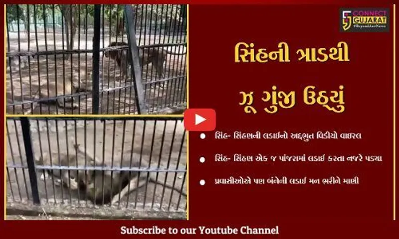 જૂનાગઢ : સક્કરબાગ ઝૂનો આશ્ચર્યમાં મૂકનારો વિડીયો વાયરલ, સિંહ-સિહણની લડાઇને  પ્રવાસીઓએ મન મૂકીને માણી