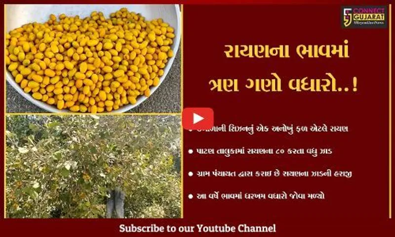 પાટણ : ઉનાળામાં ખવાતું અન્ય એક ફળ એટ્લે રાયણ, બાલીસણા હાઇવે પર રાયણોની ખરીદીઓ કરતા વટેમાર્ગુઓ..