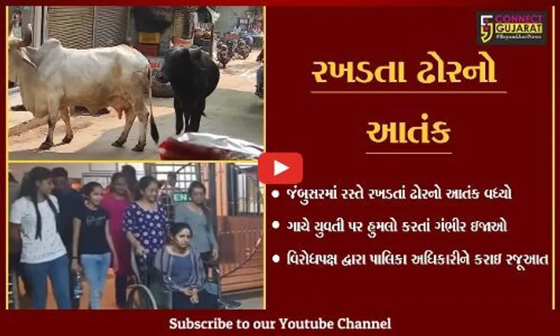 ભરૂચ: જંબુસરમાં રસ્તે રખડતા ઢોરનો આતંક; ગાયે હુમલો કરતા યુવતીને ગંભીર ઇજાઓ