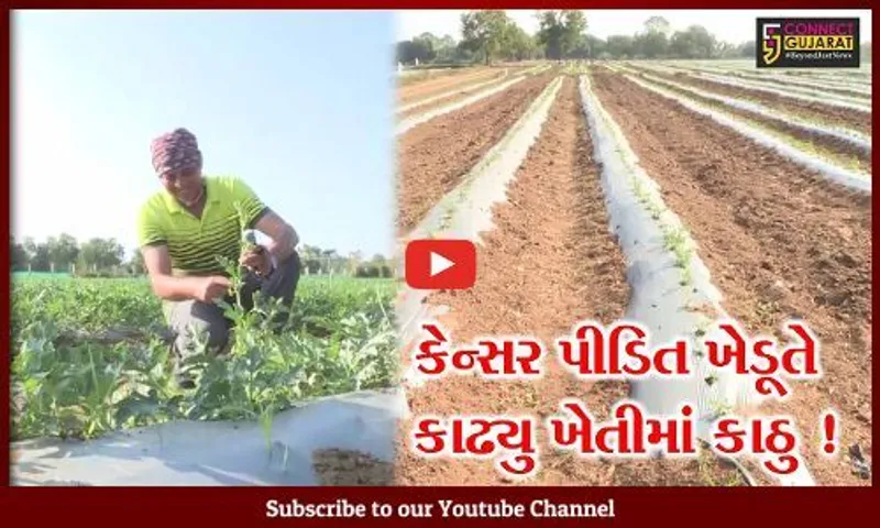 ખેડા: કેન્સર પીડિત ખેડૂતે તડબુચ અને શક્કરટેટીની ખેતી કરી મેળવી લાખોની આવક