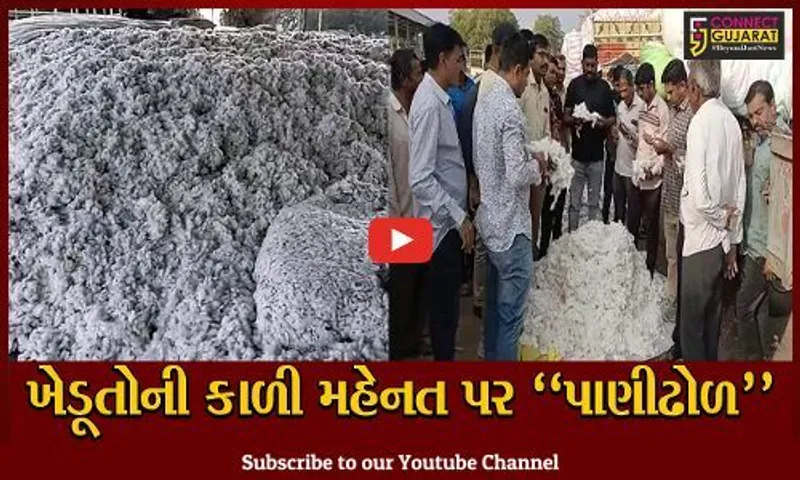 અમરેલી : ચૂંટણીલક્ષી ભાવો સામે રોષ, APMCમાં કપાસના ભાવો ગગડતા ખેડૂતો ચિંતામાં મુકાયા..!