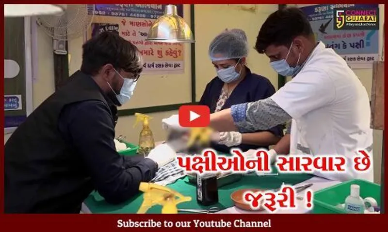 અમદાવાદ: ઉત્તરાયણ પર્વ દરમ્યાન ઘાયલ પક્ષીઓ માટે સારવારનો અવિરત પ્રવાહ..
