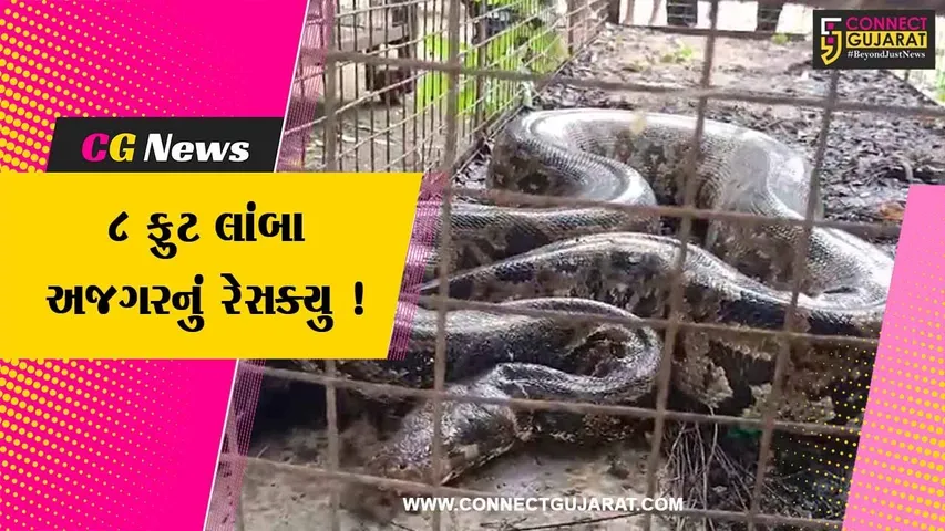 ભરૂચ: ઝઘડિયાના ખાલક ગામની સીમમાંથી 8 ફુટ લાંબા અજગરનું વન વિભાગની ટીમે સફળ રેસ્ક્યુ ઓપરેશન કર્યું