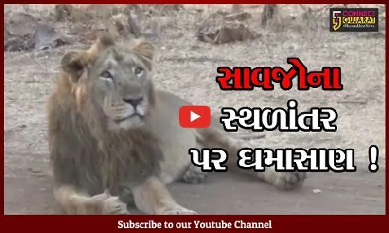 અમરેલી: રેવન્યુ વિસ્તારમાંથી સિંહનું સ્થળાંતર કરાતા લોકોમાં રોષ