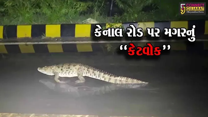 વડોદરા : હરણી-કેનાલ રોડ પરથી સાડા પાંચ ફૂટ લાંબા મગરનું જીવદયાપ્રેમીઓએ કર્યું રેસક્યું...
