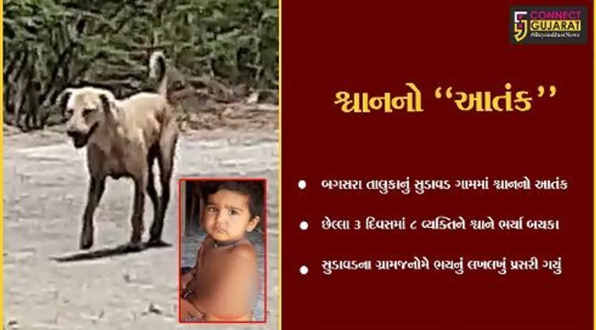 અમરેલી : શ્વાનના આતંકથી સુડાવડના ગ્રામજનોમાં ભયનું લખલખું, 7થી વધુ લોકોને શ્વાને ભર્યા બચકાં...