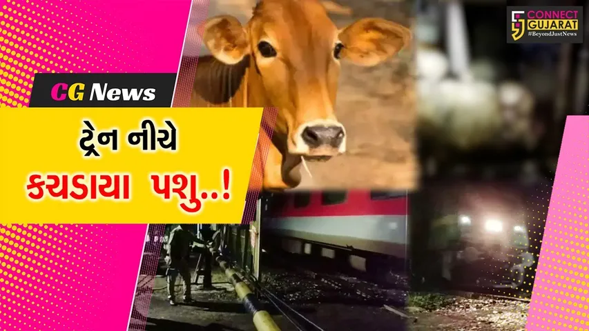 અમરેલી : મહુવાથી સુરત જતી પેસેન્જર ટ્રેનની અડફેટે 24 પશુના મોત, જીવદયા પ્રેમીઓમાં નારાજગી...