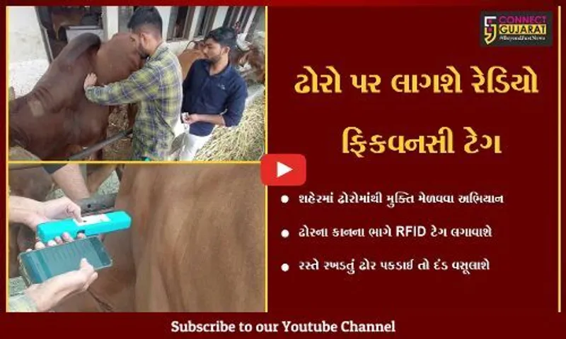 ભાવનગર : રખડતા ઢોરના ત્રાસથી મુક્તિ માટે મનપાનું અભિયાન, ઢોરોને લગાવાશે RFID..