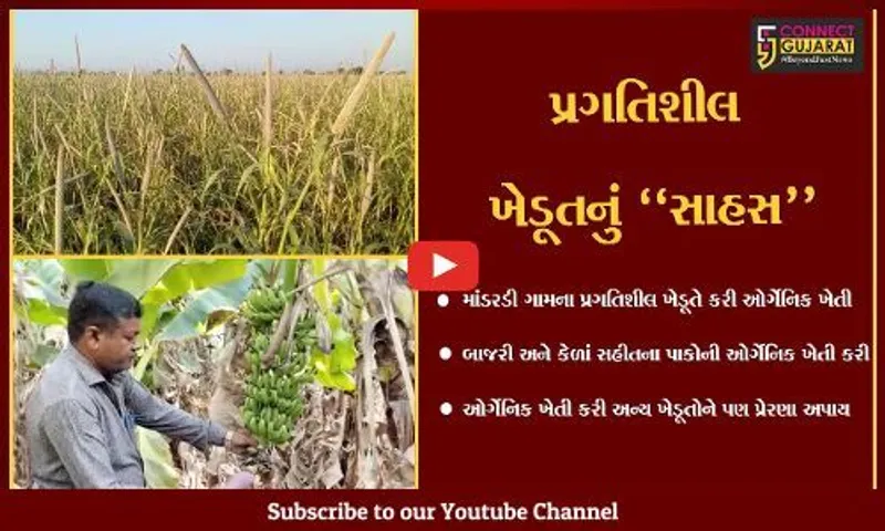 અમરેલી : માંડરડીના ખેડૂતે ઓર્ગેનિક ખેતી કરી મેળવી બમણી આવક, અન્ય ખેડૂતોને આપી પ્રેરણા.