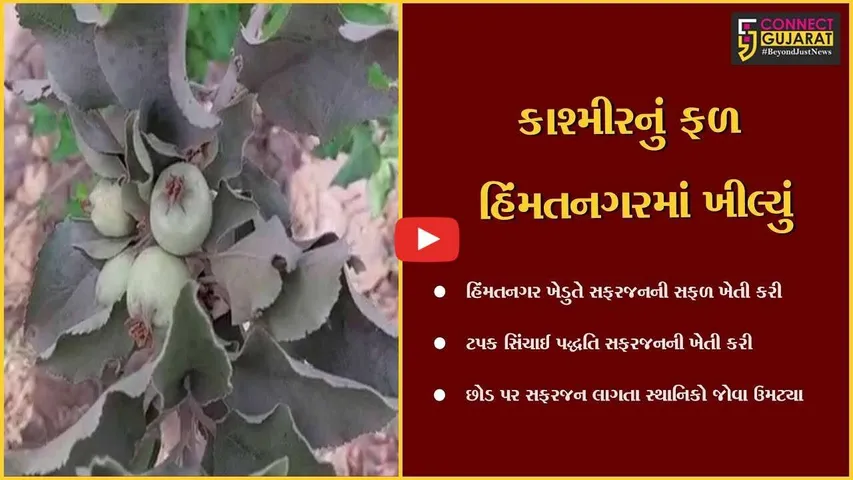 સાબરકાંઠા: હિંમતનગર ખેડુતે હવે સફરજનની સફળ ખેતીની શરૂઆત કરી, ૩૦૦ જેટલા છોડનું વાવેતર કર્યું