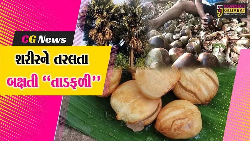અંકલેશ્વર : શરીરને શીતળતા પ્રદાન કરતી તાડફળી બની જૂના દીવા ગામના આદિવાસી પરિવારોની આજીવિકા…