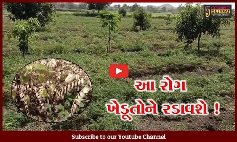 અમરેલી: ચણાના પાકમાં રોગના કારણે પાક ઓછો ઉતરવાની ખેડૂતોને દહેશત