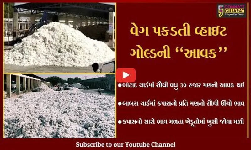રાજકોટ : બાબરા માર્કેટિંગ યાર્ડના ઈતિહાસમાં કપાસનો સર્વોચ્ચ ભાવ, ખેડૂતોમાં ખુશી...