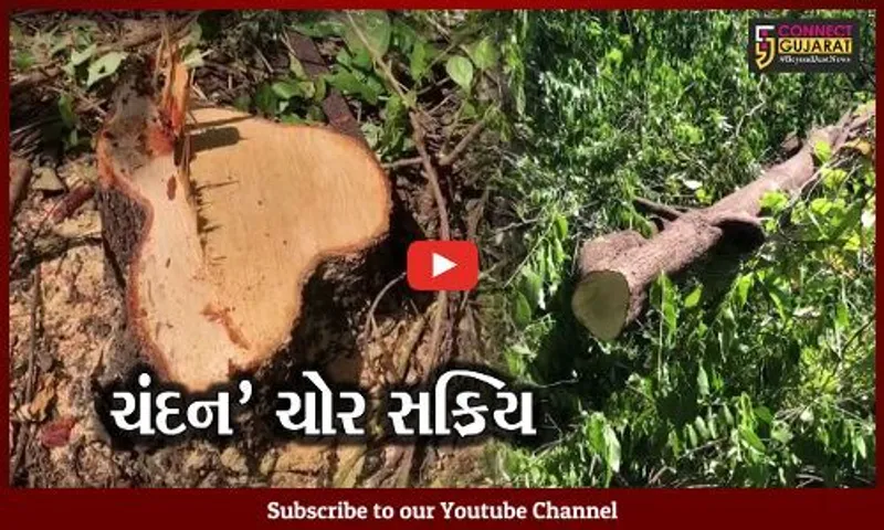 જુનાગઢ : ગિરનારના જંગલોમાંથી લાખો રૂપિયાના ચંદન-વૃક્ષની ચોરી, વનવિભાગ દોડતું થયું...