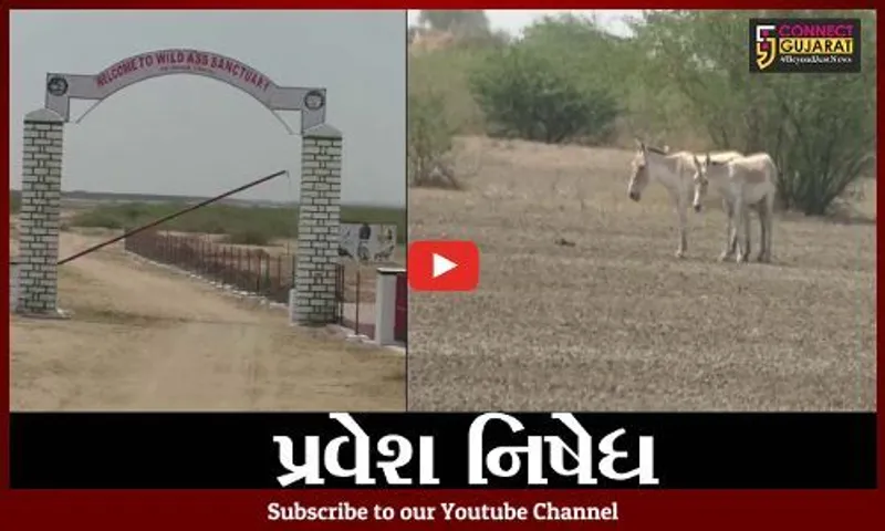 સુરેન્દ્રનગર : આજથી ઘુડખર અભયારણ્ય 15 ઓક્ટોબર સુધી પ્રવાસીઓ માટે સદંતર બંધ