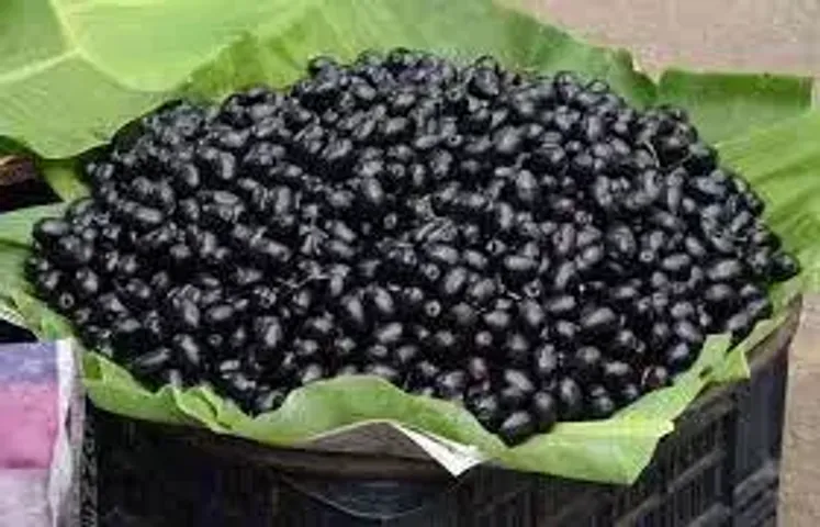 પોષકતત્વોનું ‘પાવર હાઉસ’ એટલે વંથલીના રાવણા, જેની દિલ્હી સુધી છે ડિમાન્ડ, જાણો તેના ફાયદા